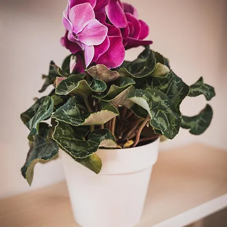 Casamè - A Due Passi Da Centro, Free Bike Park * Sulmona