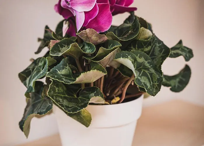 Casame - La Tua Dimora In Abruzzo - No Ztl - 20' Roccaraso * סולמונה